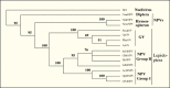 Figure 5. . Phylogenetic relatedness of LEF8 from selected baculoviruses.