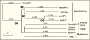 Figure 7. . Phylogenetic relatedness of baculoviruses to other viruses.