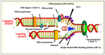 Figure 1. . AcMNPV DNA replication.