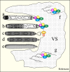 Figure 2. . Theoretical diagram of different stages of DNA replication and packaging.