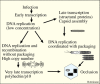 Figure 3. . Hypothetical diagram for roles of two types of baculovirus DNA: genomic DNA that is packaged and DNA that is not packaged and is essential for very late transcription.