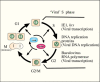 Figure 1. . The cell cycle is regulated by the phosphorylation state of different cyclin molecules.