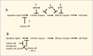 Figure 2. . Cell Death regulation by baculovirus proteins that block apoptosis.