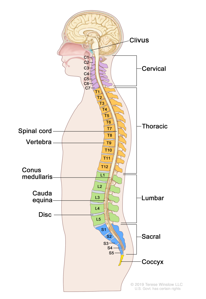 Anatomy of the spine; drawing shows a side view of the spine, including the cervical spine (C1-C7), thoracic spine (T1-T12), lumbar spine (L1-L5), sacral spine (S1-S5), and the coccyx (tailbone). Also shown are the spinal cord, vertebra (back bone), conus medullaris (the end of the spinal cord), cauda equina (the bundle of spinal nerves that extend beyond the conus medullaris), and a lumbar disc. The clivus (a bone at the base of the skull near the spinal cord) is also shown.