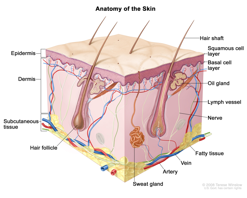 Anatomy of the skin; drawing shows the epidermis (including the squamous cell and basal cell layers), dermis, and subcutaneous tissue. Also shown are the hair shafts, hair follicles, oil glands, lymph vessels, nerves, fatty tissue, veins, arteries, and sweat glands.