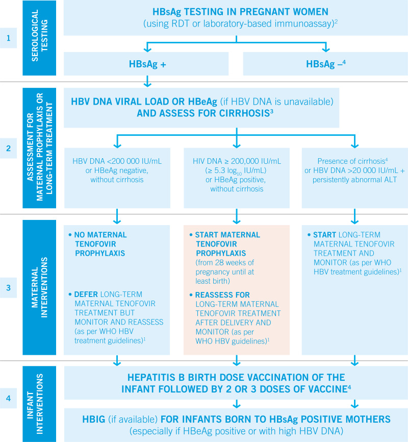 Algorithm on maternal and infant interventions for prevention of mother-to-child transmission, and assessment of eligibility of mother for treatment for her own health.