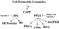 Figure 1. Schematic of known in vivo substrates of ceramide-activated protein phosphatases.