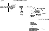 Figure 2. Schematic of TNFα signaling in apoptosis.