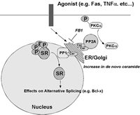 Figure 3. Schematic of serine/threonine protein phosphatases activated by de novo ceramide.