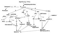 Figure 4. Pathways of signal transduction regulated by ceramide-activated protein phosphatases.