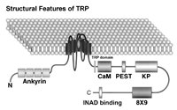 Figure 1. Putative domain structure and topology of Drosophila TRP.