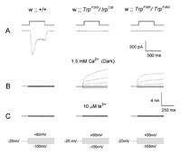 Figure 2. Single-cell functional analysis by whole-cell recordings showing constitutive activity of the TRP channel in the TrpP365/TrpP365 and TrpP365/trpCM mutants.