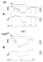 Figure 3. Anoxia activated the TRP and TRPL channels in both WT and PLC null mutant (norpAP24) as monitored by Ca2+ influx.