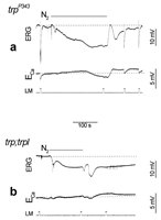 Figure 4. Genetic elimination of TRP resulted in a reduced Ca2+ influx through the remaining TRPL channels in response to anoxia, while elimination of both TRP and TRPL completely abolished both excitation and Ca2+ influx.