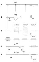 Figure 5. Single-cell functional analysis by whole-cell recordings from newly eclosed flies, showing activation of the TRP and TRPL channels in WT and trpP343 mutant, respectively, but not in the trpl;trpP343 double mutant.