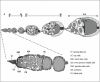 Figure 3. A) Diagram of adult ovariole showing the stages of oogenesis starting from the anterior germarium to stage 10 with the developing egg at the posterior end of the egg chamber.