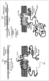 Figure 2B. See figure legend previous figure.