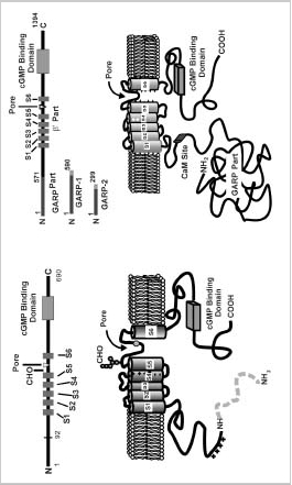 Figure 2B. See figure legend previous figure.