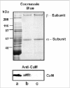 Figure 3. Copurification of CaM and the rod CNG channel from bovine ROS.