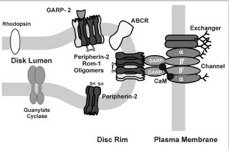 Figure 9. Diagram depicting the interaction of the rod channel with other ROS proteins as revealed by immunoprecipitation and cross-linking studies.