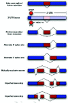 Figure 2. Patterns of alternative splicing.