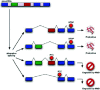 Figure 4. NMD can be employed to remove “side effect” isoforms in the case of mutually exclusive exons.