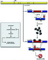 Figure 5. Autoregulatory unproductive splicing.