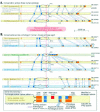 Figure 6. Splicing to generate a PTC is evolutionarily conserved in CLK transcripts.