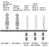 Figure 1. The receptors for VEGF.