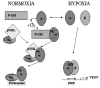 Figure 3. Model of oxygen sensing, signaling and gene regulation.