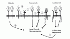 Figure 4. Hypothetical model of VEGF-mediated neuroprotection.