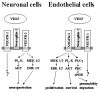 Figure 5. Major signal transduction pathways induced by VEGF.