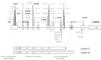 Figure 2. LMNA mutations identified in EDMD, LGMD1B, DCM-CD and FPLD.