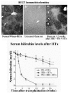 Figure 2. Repolulation of the Gunn rat liver by engrafted normal hepatocytes.