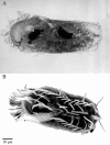 Figure 1. Morphology of the hypotrichous ciliate Stylonychia lemnae.