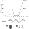 Figure 5. Schematic diagram of macronuclear differentiation in hypotrichous ciliates.