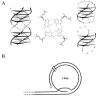 Figure 6. Schematic diagrams of telomeric DNA.