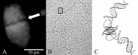 Figure 7. Occurrence of G-quartet structure in the macronucleus.