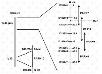 Figure 1. Chromosome 1p map illustrating the position of the novel PD-related loci.