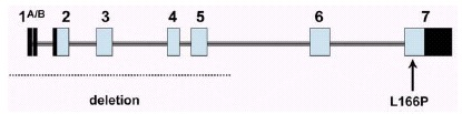 Figure 2. Genomic structure of the DJ-1 gene.