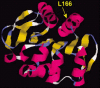 Figure 3. Structural model of the DJ-1 protein.