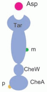 Figure 3. Binding states of the Tar complex in model (i).