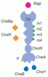 Figure 4. Binding states of the Tar complex in model (ii) and (iii).