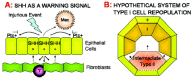 Figure 1. A) Epithelial cell Shh has the potential to signal to neighboring cells to warn of cellular injury, and generate matrix deposition and proliferation in underlying fibroblasts, preventing transudation in the event of epithelial shedding.