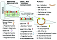 Figure 2. Cell types at the pulmonary surface.