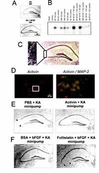 Figure 1. Induction of activin A is an essential step for the neuroprotective action of FGF2 (bFGF) in an animal model of select excitotoxic neuronal loss.