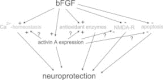 Figure 2. Synopsis of neuroprotective signaling pathways influenced by FGF2.