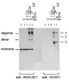 Figure 1. Crosslinking of ROS-GC1 and GCAP-1.