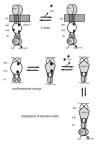 Figure 3. Model of activation of ROS-GC1 by GCAP-1.