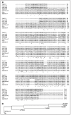 Figure 4.. A) Alignment of the integrase genes of Tn916 (U09422), Tn1545 (X61025), Tn5386 (DQ321786), Tn6000 (FN555436), SaPIbov (AAG29618), SaPIbov2 (AAP55251) and Sip (AAP51267).